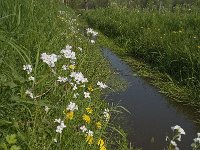 Anthocharis cardamines 80, Oranjetipje, habitat, NL, Noord-Brabant, Oirschot, De Mortelen, Saxifraga-Jan van der Straaten