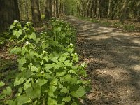 Anthocharis cardamines 91, Oranjetipje, habitat, NL, Noord-Brabant, Boxtel, Heerenbeek, Saxifraga-Jan van der Straaten