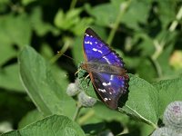 Apatura ilia 27, Kleine weerschijnvlinder, on Arctium, Saxifraga-Kars Veling