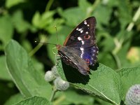 Apatura ilia 28, Kleine weerschijnvlinder, on Arctium, Saxifraga-Kars Veling