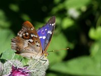 Apatura ilia 29, Kleine weerschijnvlinder, on Arctium, Saxifraga-Kars Veling