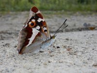 Apatura iris 75, Grote weerschijnvlinder, mud-puddling, Saxifraga-Kars Veling