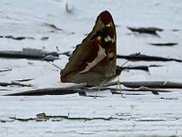 Apatura iris 82, Grote weerschijnvlinder, Saxifraga-Hans Grotenhuis