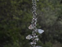 Aporia crataegi 85, Groot geaderd witje, Saxifraga-Dirk Hilbers