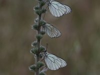 Aporia crataegi 89, Groot geaderd witje, Saxifraga-Dirk Hilbers