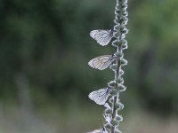 Aporia crataegi 91, Groot geaderd witje, Saxifraga-Dirk Hilbers