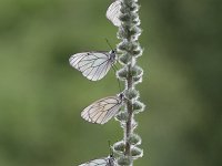 Aporia crataegi 92, Groot geaderd witje, Saxifraga-Dirk Hilbers