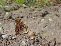 Araschnia levana 107, Landkaartje, mud-puddling, Saxifraga-Kars Veling