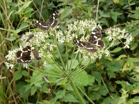 Araschnia levana 113, Landkaartje, on Heracleum sphondylium, Saxifraga-Kars Veling