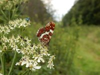 Araschnia levana 119, Landkaartje, on Heracleum sphondylium, Saxifraga-Kars Veling