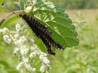 Araschnia levana 127, Landkaartje, larvae, Saxifraga-Kars Veling