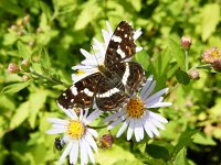 Araschnia levana 132, Landkaartje, on Aster novi-belgii, Saxifraga-Kars Veling