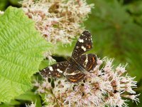 Araschnia levana 134, Landkaartje, on Eupatorium cannabinum, Saxifraga-Kars Veling