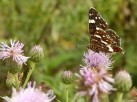 Araschnia levana 135, Landkaartje, on Cirsium arvense, Saxifraga-Kars Veling