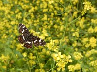 Araschnia levana 140, Landkaartje, on Brassica rapa, Saxifraga-Kars Veling