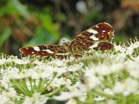 Araschnia levana 148, Landkaartje, on Heracleum sphondylium, Saxifraga-Kars Veling