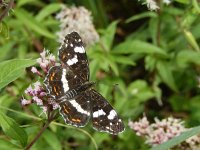 Araschnia levana 152, Landkaartje, on Eupatorium cannabinum, Saxifraga-Kars Veling