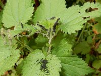 Araschnia levana 154, Landkaartje, larvae, Saxifraga-Kars Veling