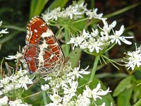 Araschnia levana 163, Landkaartje, on Heracleum sphondylium, Saxifraga-Kars Veling