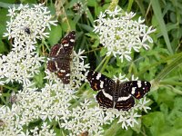 Araschnia levana 167, Landkaartje, on Heracleum sphondylium, Saxifraga-Kars Veling