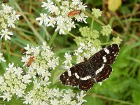 Araschnia levana 168, Landkaartje, on Heracleum sphondylium, Saxifraga-Kars Veling