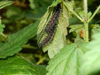 Araschnia levana 181, Landkaartje, larvae on Urtica dioica, Saxifraga-Kars Veling