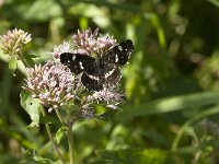 Araschnia levana 196, Landkaartje, Saxifraga-Jan van der Straaten