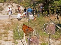 Argynnis adippe 46, Bosrandparelmoervlinder, on Dipsacus, Saxifraga-Kars Veling