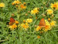 Argynnis adippe 47, Bosrandparelmoervlinder, on Inula, right Argynnis aglaja, Saxifraga-Kars Veling