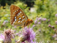 Argynnis adippe 52, Bosrandparelmoervlinder, on Cirsium arvense, Saxifraga-Kars Veling