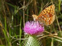 Argynnis adippe 53, Bosrandparelmoervlinder, on Cirsium vulgare, Saxifraga-Kars Veling