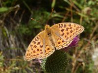 Argynnis adippe 55, Bosrandparelmoervlinder, on Cirsium vulgare, Saxifraga-Kars Veling