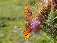 Argynnis adippe 62, Bosrandparelmoervlinder, on Cirsium vulgare, Saxifraga-Kars Veling