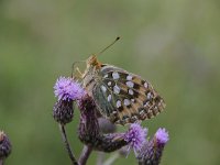 Argynnis aglaja 78, Grote parelmoervlinder, Saxifraga-Luuk Vermeer