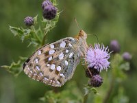 Argynnis aglaja 83, Grote parelmoervlinder, Saxifraga-Luuk Vermeer