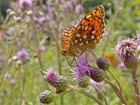 Argynnis aglaja 91, Grote parelmoervlinder, on Cirsium arvense, Saxifraga-Kars Veling