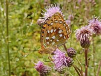 Argynnis aglaja 95, Grote parelmoervlinder, on Cirsium arvense, Saxifraga-Kars Veling