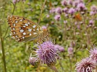 Argynnis aglaja 96, Grote parelmoervlinder, on Cirsium arvense, Saxifraga-Kars Veling