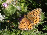 Argynnis aglaja 98, Grote parelmoervlinder, on Cirsium vulgare, Saxifraga-Kars Veling