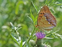 Argynnis laodice 6, Tsarenmantel, on Cirsium Saxifraga-Kars Veling