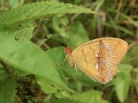 Argynnis laodice 7, Tsarenmantel, Saxifraga-Kars Veling