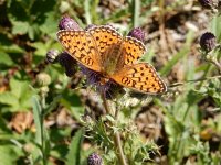 Argynnis niobe 23, Duinparelmoervlinder, on Cirsium arvense, Saxifraga-Kars Veling