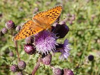 Argynnis niobe 25, Duinparelmoervlinder, on Cirsium arvense, Saxifraga-Kars Veling