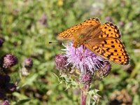 Argynnis niobe 36, Duinparelmoervlinder, on Cirsium arvense, Saxifraga-Kars Veling