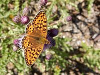 Argynnis niobe 38, Duinparelmoervlinder, on Cirsium arvense, Saxifraga-Kars Veling