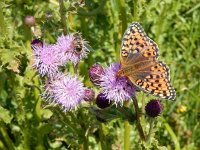 Argynnis niobe 39, Duinparelmoervlinder, on Cirsium arvense, Saxifraga-Kars Veling