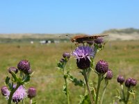 Argynnis niobe 41, Duinparelmoervlinder, on Cirsium arvense, Saxifraga-Kars Veling