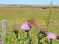 Argynnis niobe 44, Duinparelmoervlinder, on Cirsium arvense, Saxifraga-Kars Veling