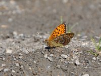 Argynnis niobe 53, Duinparelmoervlinder, Saxifraga-Tom Heijnen