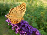 Argynnis pandora 29, Kardinaalsmantel, on Buddleija, Saxifraga-Kars Veling